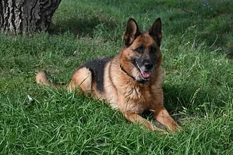 В УФСИН Оренбуржья ищут новую семью для служебной собаки Айсидоры В УФСИН Оренбуржья ищут новую семью для служебной собаки Айсидоры